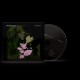 Belladonna Nocturne